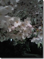 NEC_0180 桜