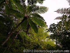 ヒカゲヘゴとシマウリカエデの新芽・花 | DoctorsSuggestion.com奄美世のごはん ヒカゲヘゴとシマウリカエデの新芽・花 | DoctorsSuggestion.com奄美世のごはん