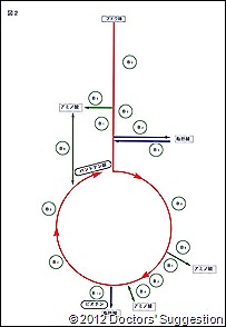 クエン酸サイクル（図２）　｜　DoctorsSuggestion.com（健生）